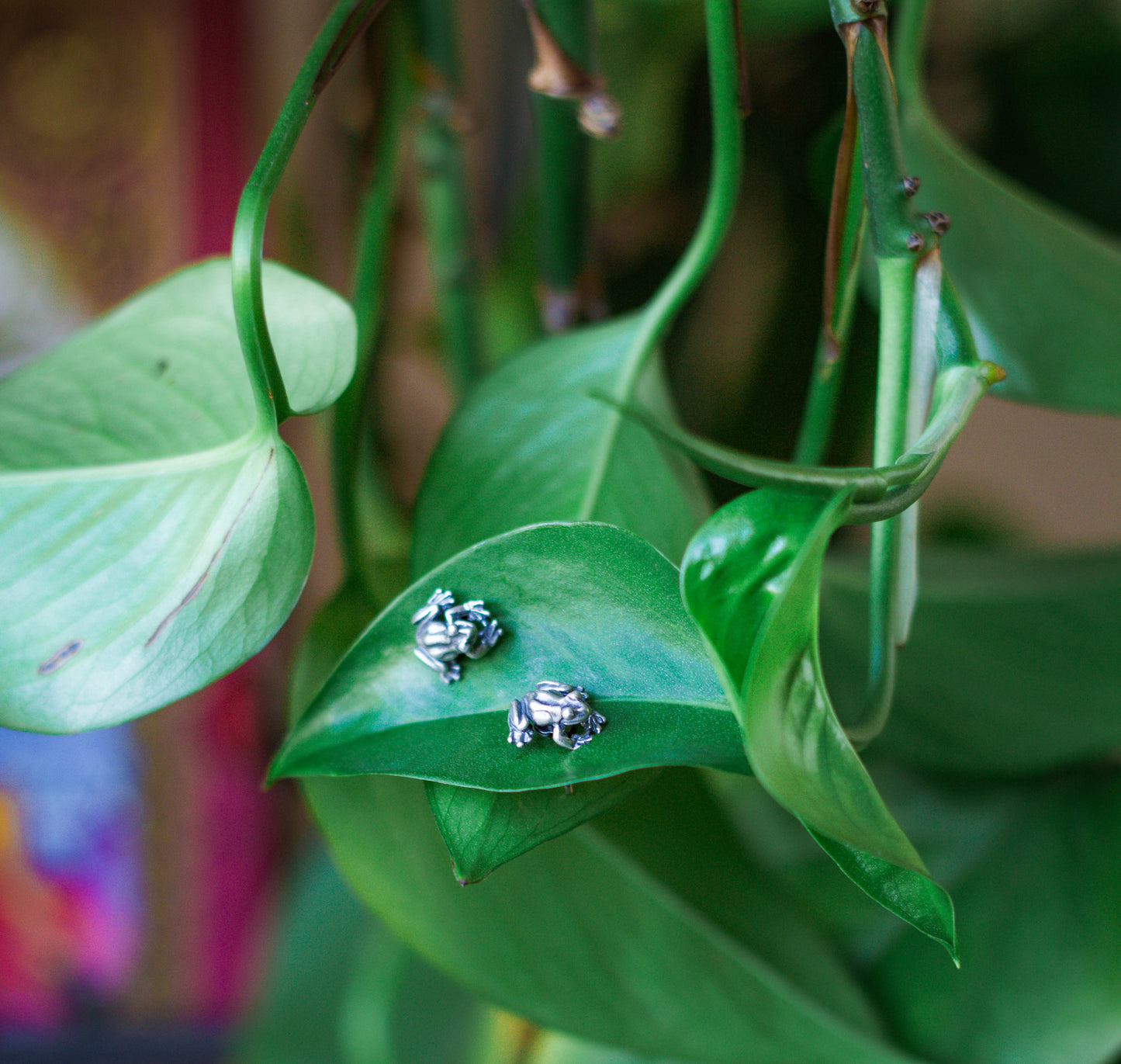 Froggy Familiar Earrings 925