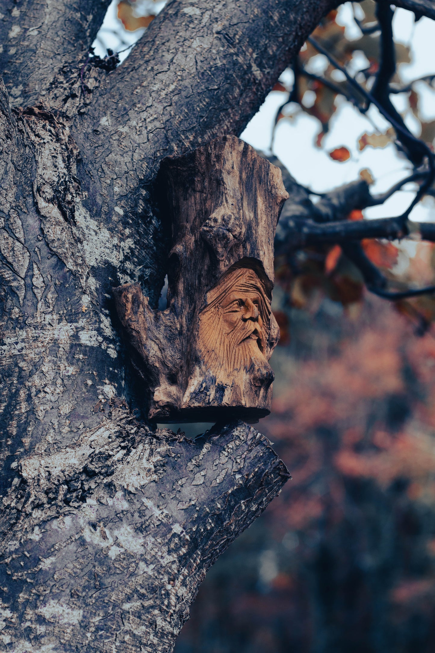 Elderwood Watchers
