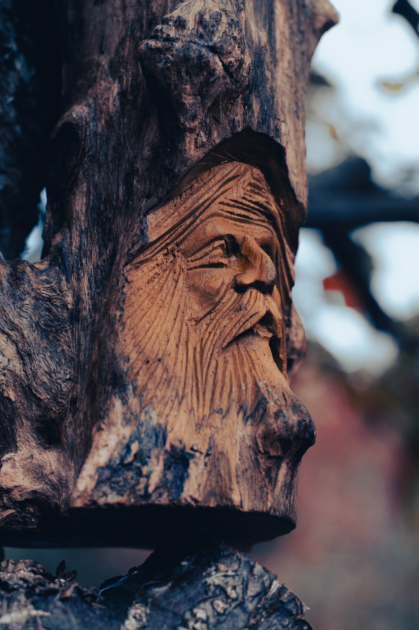 Elderwood Watchers